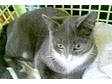 Russian Blue X Moggy,  1 year old,  1 Blue & white....