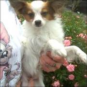Papillon puppies ready to go now