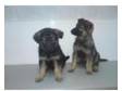 German Shepherd Puppies (Alsatians). Lovely puppies.....