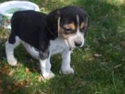 Beagle Puppy For Adoption