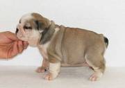 Bulldog Puppies For Lovely Home