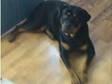 Female Rottweiler (£175). Hi! I have an 1 year old....