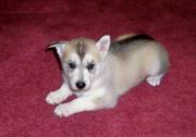 Siberian Husky Puppies for adoption asap