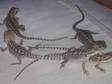 cute baby bearded dragons. i have some very cute baby....